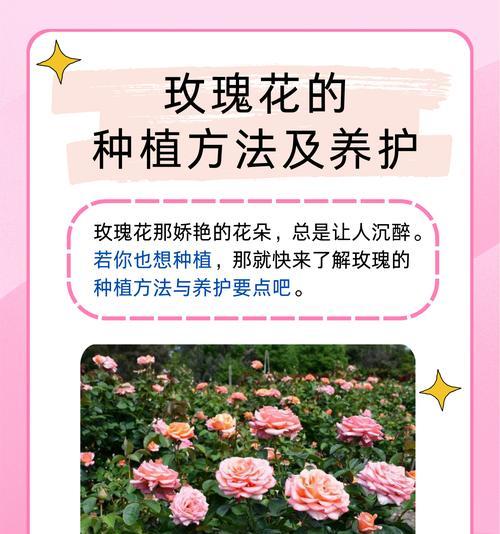 玫瑰花醒花时是否需要保留叶子？原因是什么？