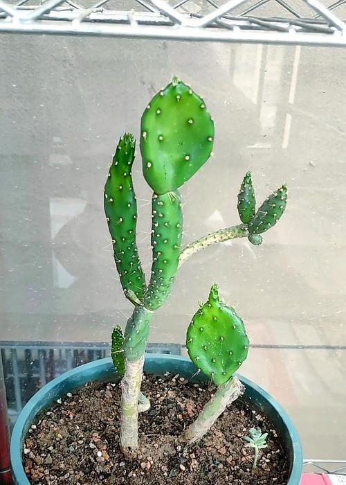 土仙人掌盆栽的浇水和养护技巧有哪些？