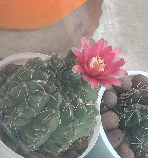 仙人球侧芽生根后移植步骤是什么？移植后如何护理？