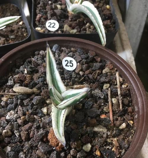 仙人球侧芽生根后移植步骤是什么？移植后如何护理？