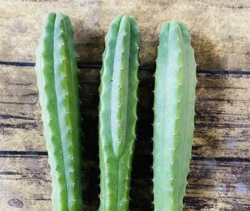 仙人球侧芽生根后移植步骤是什么？移植后如何护理？