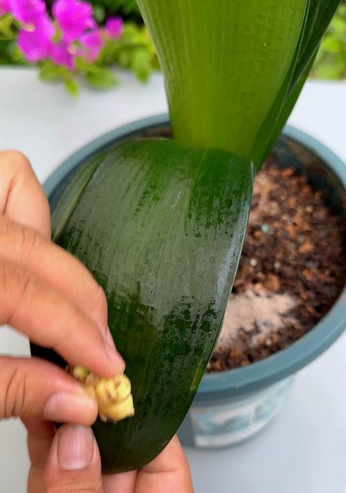 君子兰不开花是什么原因？如何解决？