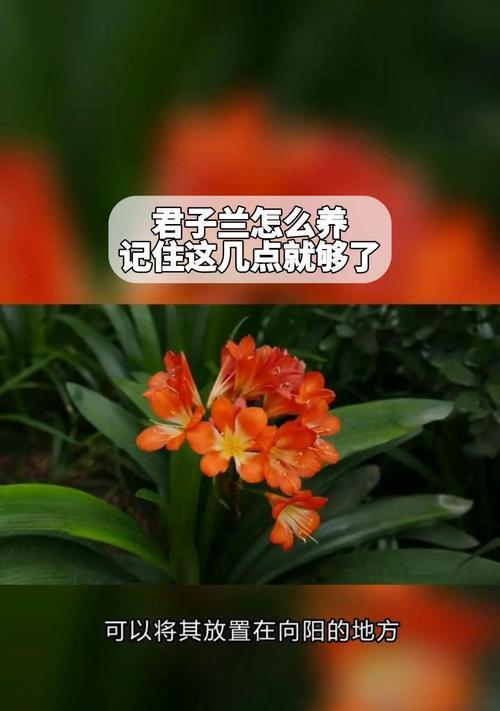 君子兰的正确养护方法有哪些？