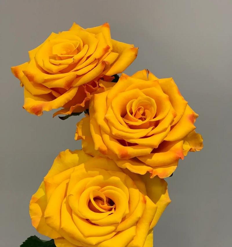 玫瑰花的瓣数通常有多少？