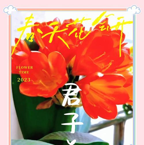 君子兰六朵花的养护管理技巧有哪些？如何确保花朵健康？