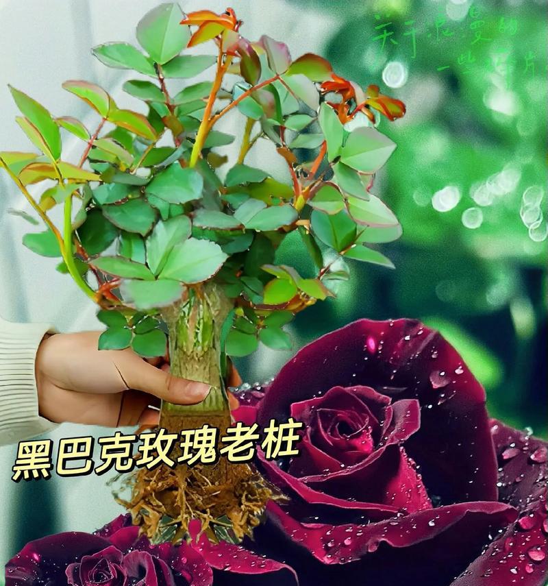外表冷艳的玫瑰花品种有哪些？