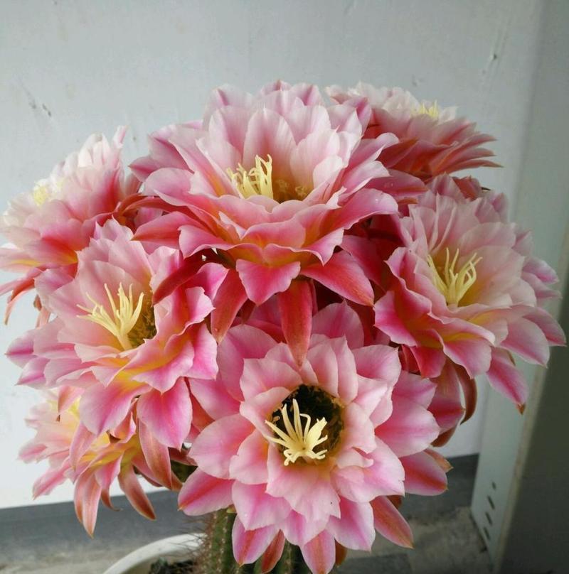 仙人掌天使兽如何培养才能开花？