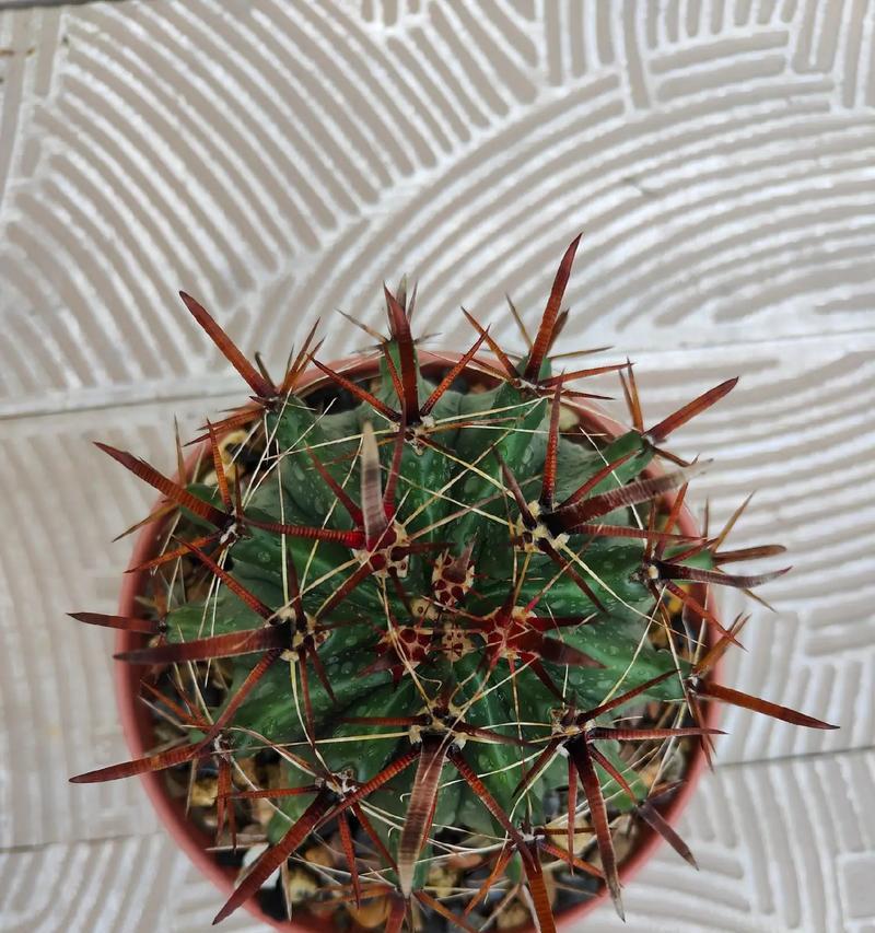 仙人掌天使兽如何培养才能开花？