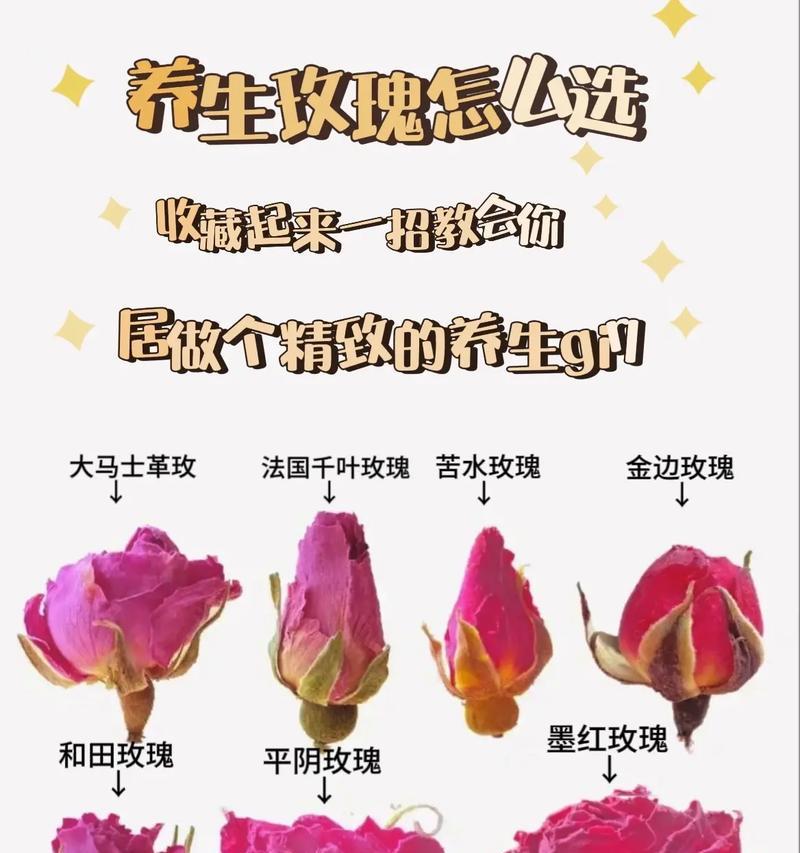 玫瑰花有哪些品种作为中药材？各自的药用价值是什么？
