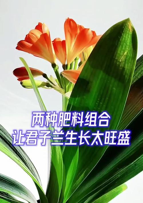 君子兰多品种搭配技巧有哪些？如何组合更美观？