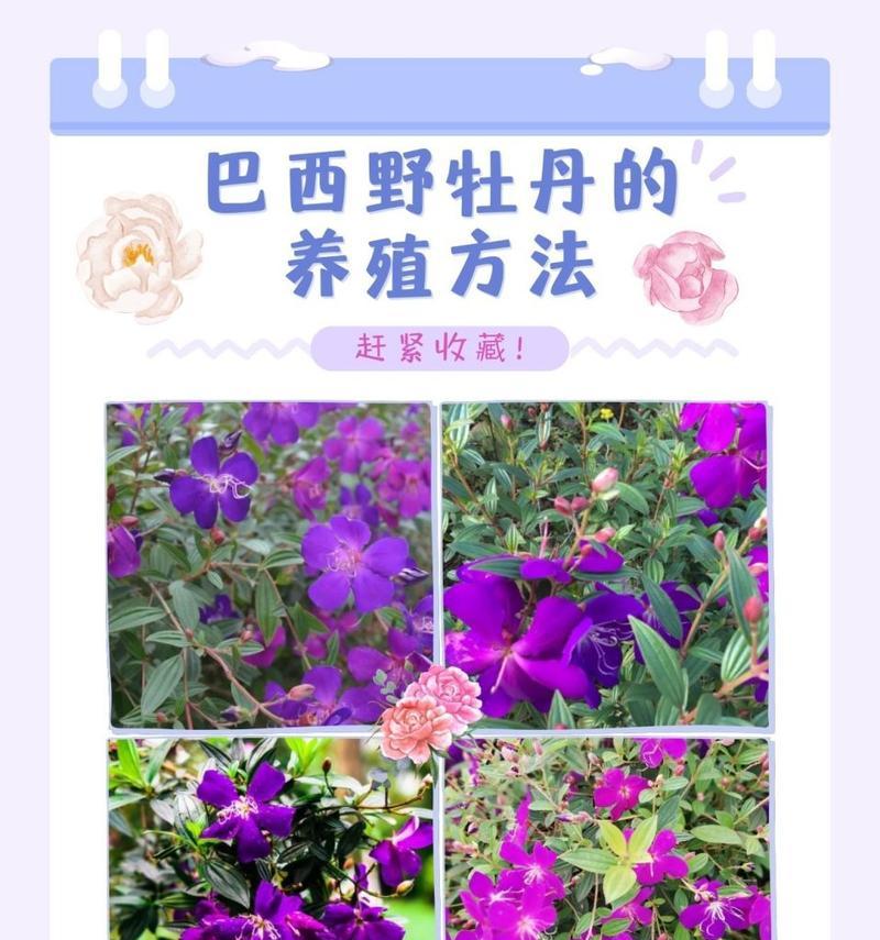牡丹花冬季养护和浇水的正确方法是什么？