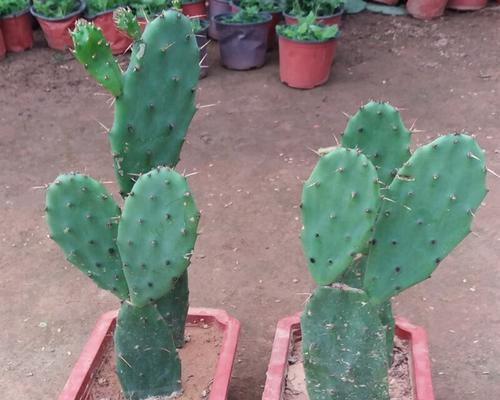 墨西哥毛豆仙人掌种植需要注意什么？
