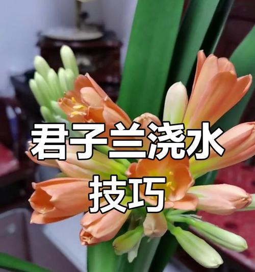君子兰浇水时盆底不出水应如何处理？