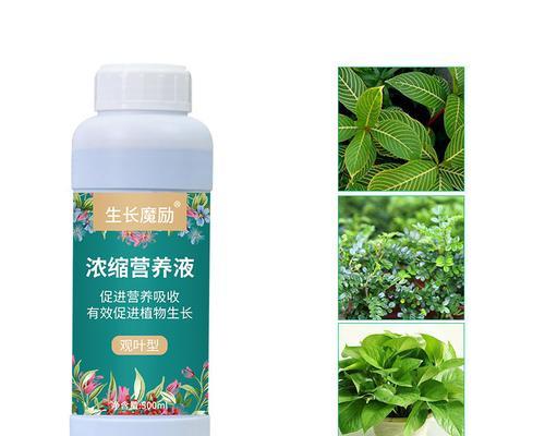 君子兰水培瓶的选择标准和植物搭配是什么？