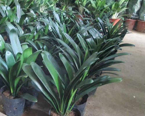 君子兰水培瓶的选择标准和植物搭配是什么？
