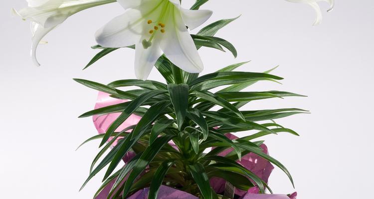 君子兰水培瓶的选择标准和植物搭配是什么？