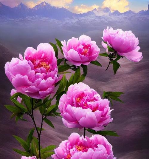 白牡丹花包花不开花的原因及解决方法？