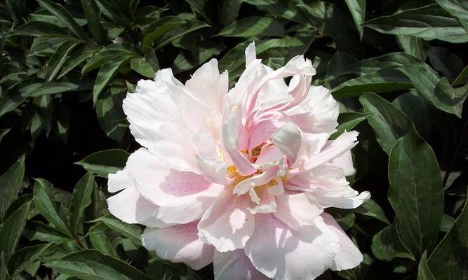 白牡丹花包花不开花的原因及解决方法？