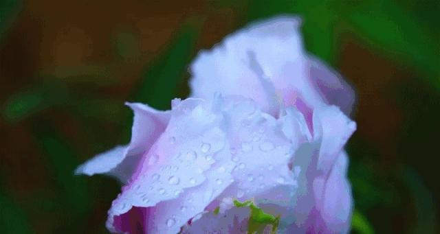 白牡丹花包花不开花的原因及解决方法？