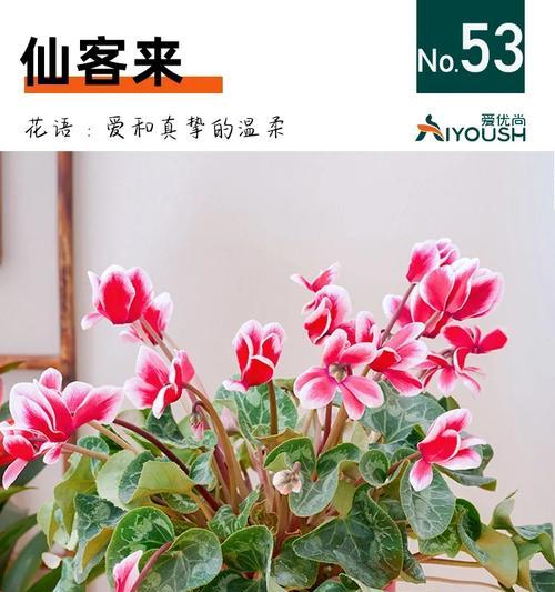 君子兰叫兔子花的养护方法是什么？如何确保其健康生长？