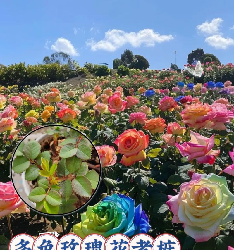 哪种玫瑰花开花后会结果？