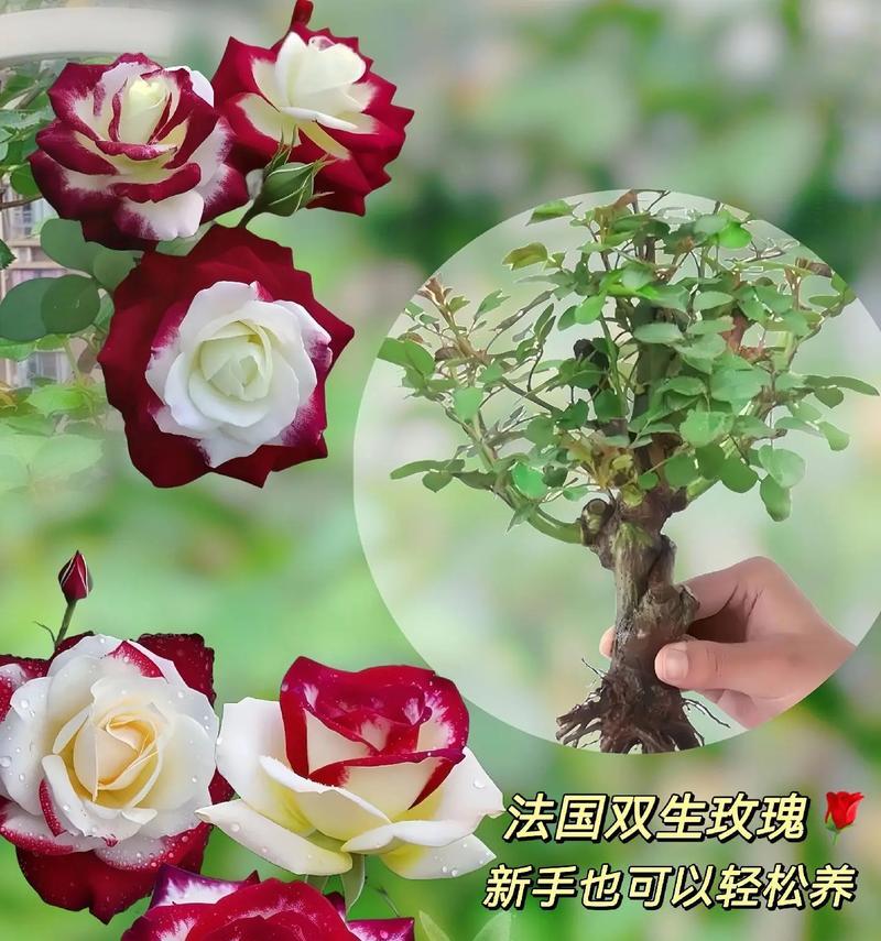 哪种玫瑰花开花后会结果？