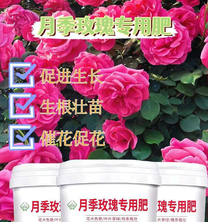 玫瑰花过年应该什么时候施肥？施肥的正确方法是什么？