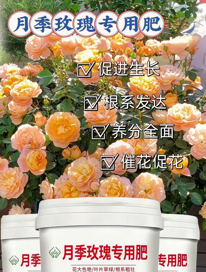 玫瑰花过年应该什么时候施肥？施肥的正确方法是什么？