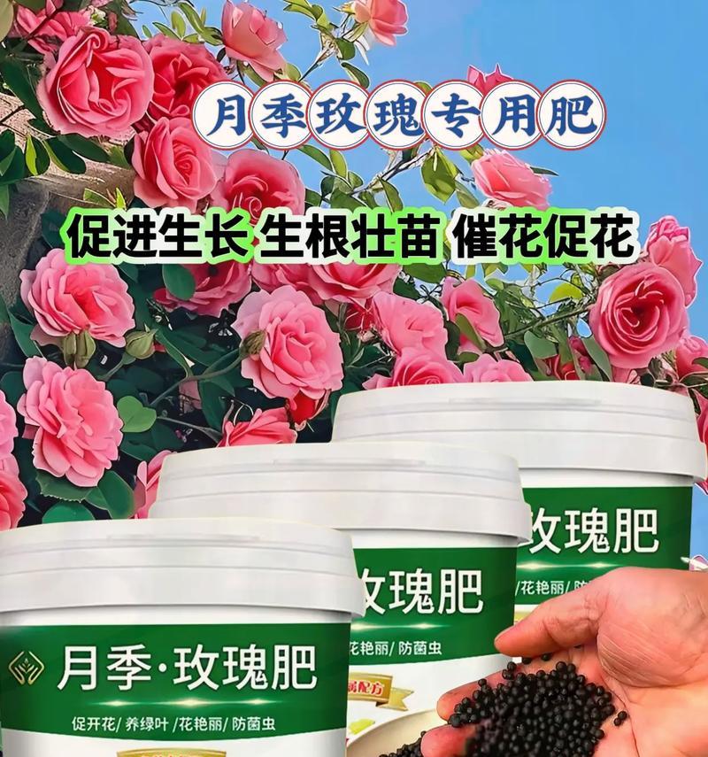 玫瑰花过年应该什么时候施肥？施肥的正确方法是什么？