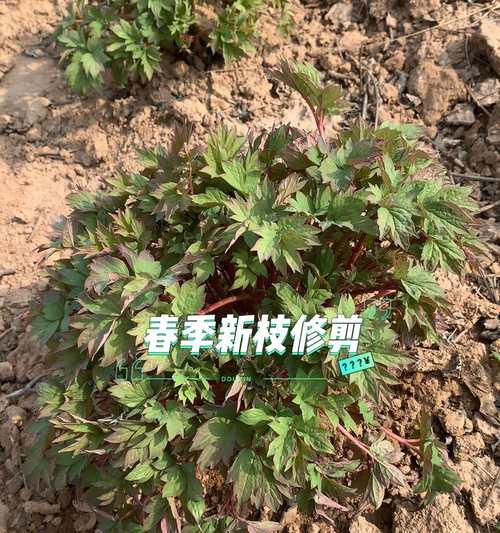 牡丹花新枝栽培的正确方法是什么？如何提高成活率？