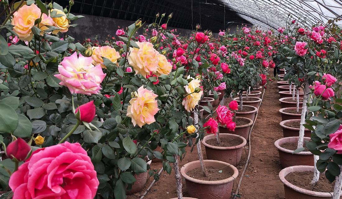 云南玫瑰花种植需要什么土壤？