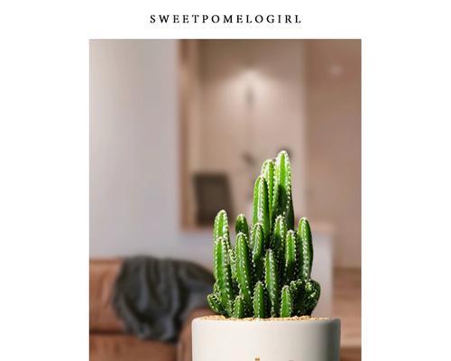 小盆栽植物桌面仙人球的养护技巧是什么？