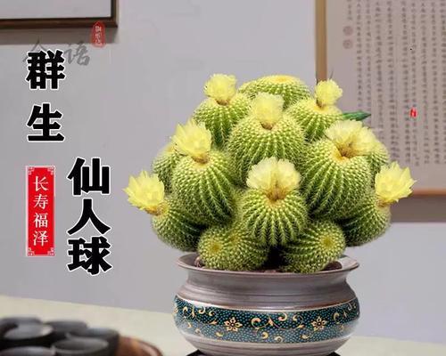 小盆栽植物桌面仙人球的养护技巧是什么？