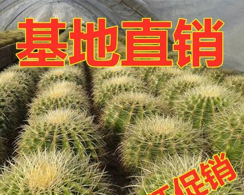 小盆栽植物桌面仙人球的养护技巧是什么？