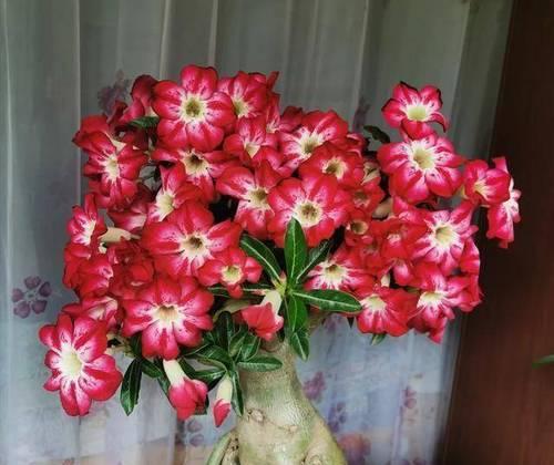 玫瑰花秧苗的土壤配比方法是什么？哪种土壤最适合玫瑰生长？