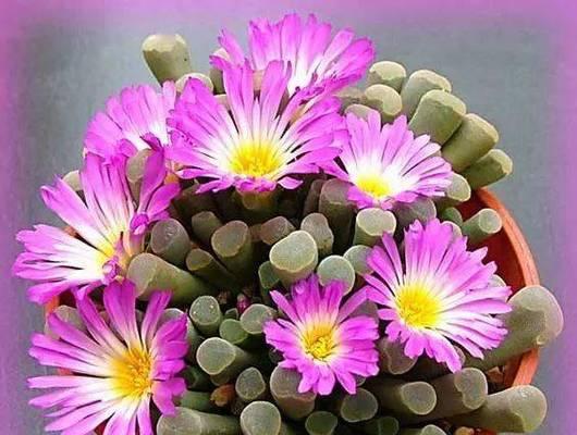 仙人掌多年不开花的原因是什么？如何促进开花？