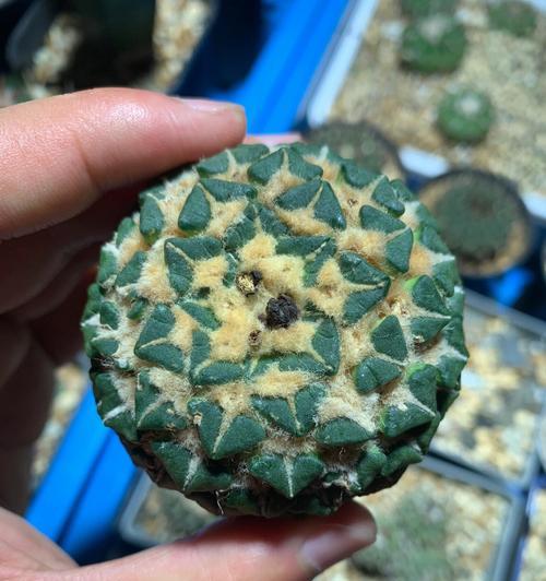 锦牡丹仙人球的繁殖方法有哪些？