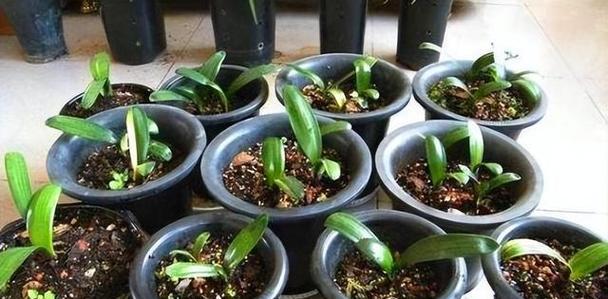 君子兰成苗子的种植技巧是什么？