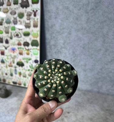 美玉仙人球的种植与养护方法是什么？如何保持其美观？