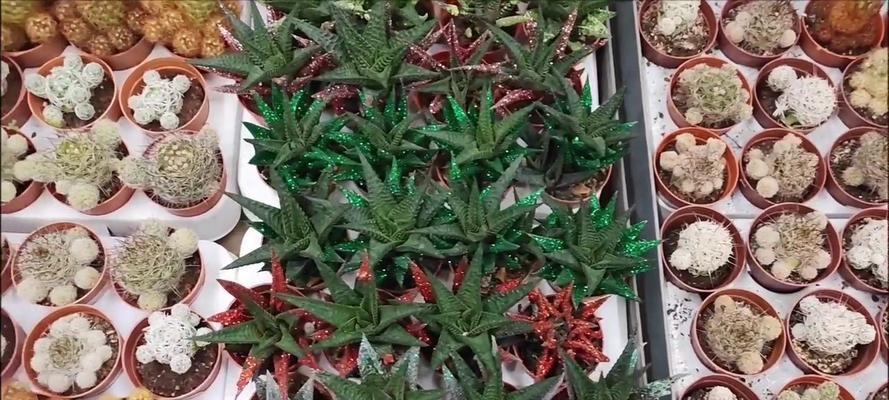 新买的仙人掌盆栽需要哪些特别照顾？
