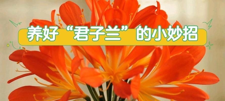 君子兰可以使用茶叶水吗？如何用茶叶水养护君子兰？