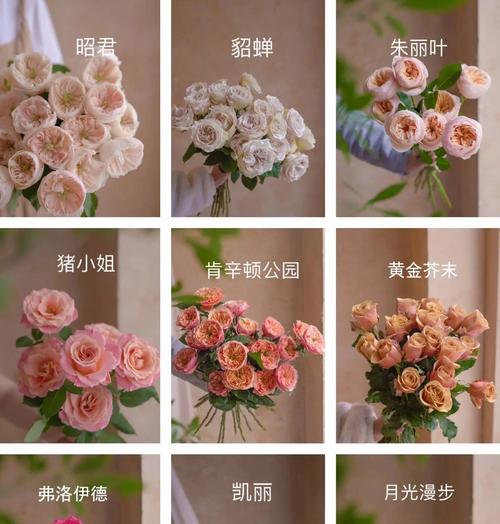 心酸玫瑰品种的识别方法？