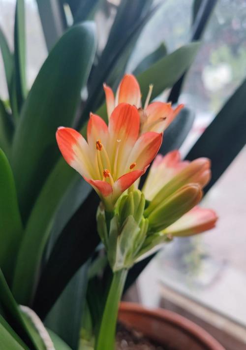 君子兰在哪些部位容易形成花苞？如何促进花苞发育？