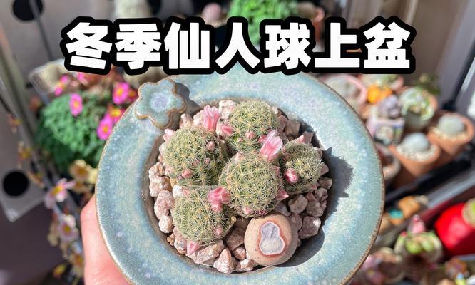 仙人球大盆带盆的养护方法是什么？