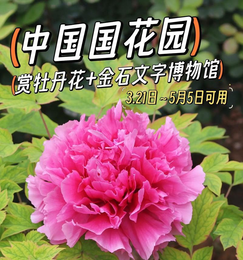 牡丹花虽美却无花蕊是为何？