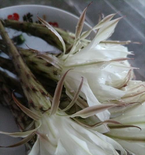 用醋浇仙人球有什么好处？正确的浇水方法是什么？