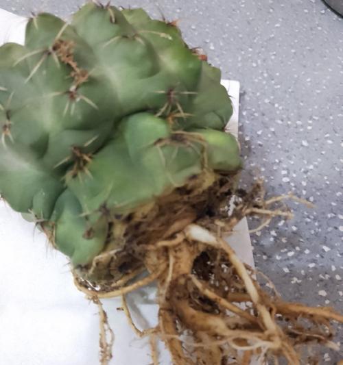 用醋浇仙人球有什么好处？正确的浇水方法是什么？