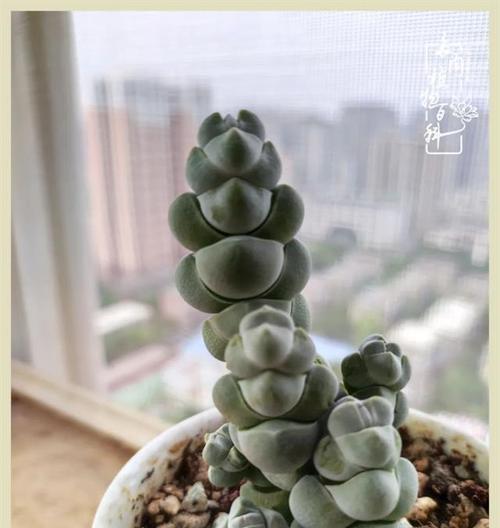 用醋浇仙人球有什么好处？正确的浇水方法是什么？