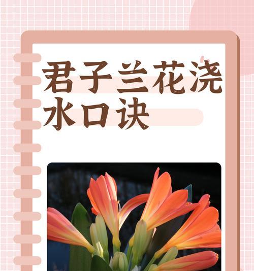 君子兰最贵品种是什么？如何鉴别其价值？