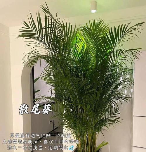 乌月丸仙人球浇水的最佳时机？多久浇一次水合适？